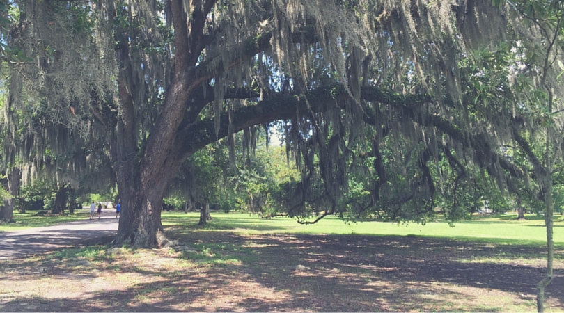 Southern Transplant Tree